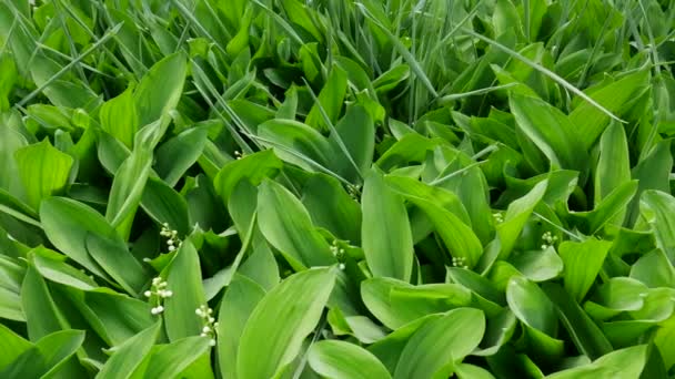 Hojas verdes Lirio del Valle Textura de fondo — Vídeos de Stock