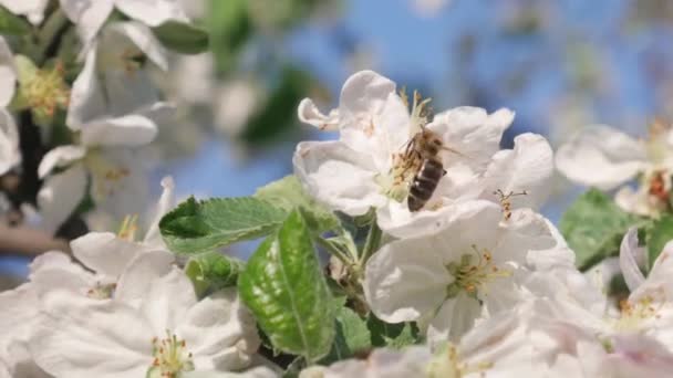 Miele di api su melo in primavera con fiori bianchi — Video Stock