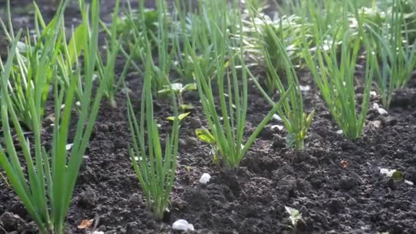 Grüne Zwiebeln während der Reifung im Bauerngarten — Stockvideo