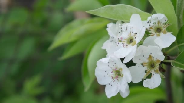 Blütenapfel über Naturhintergrund im Frühling — Stockvideo