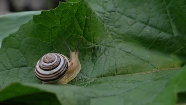 Escargot de jardin rampe sur la feuille verte — Video