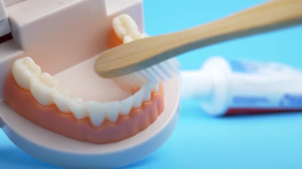 Zahnarzt lehrt, wie man Zähne putzt — Stockvideo
