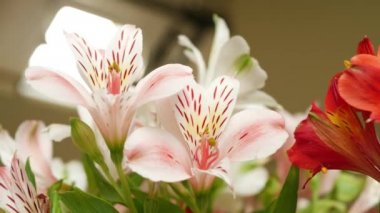 Saksıda Nazik Lily Bush