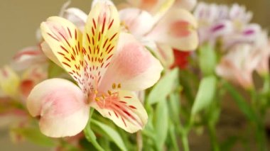 Güzel Pembe Lilium ile Çiçek Buketi