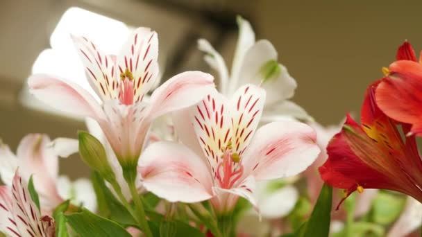 Delicato Lily Bush in vaso da fiori — Video Stock