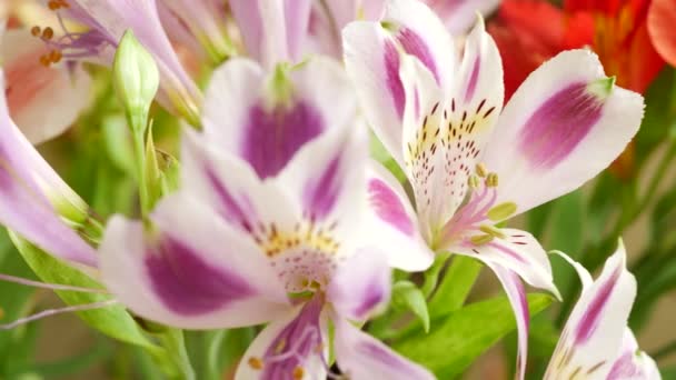 Vackra rosa, violett eller lila Lilium blommor — Stockvideo