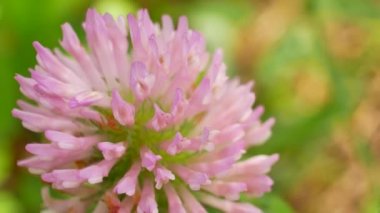 Yonca Çiçeği Rüzgarda Sallanıyor