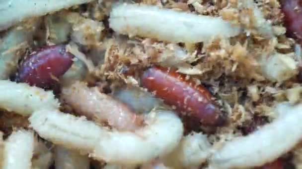 Maggots Worms for Fishing Hook — Stock Footage Maggots Worms for Fishing Hook Stock Footage