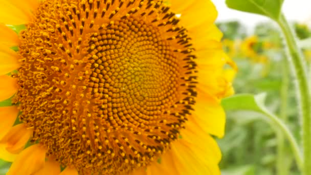 Landwirtschaft Feld mit Sonnenblumen — Stockvideo