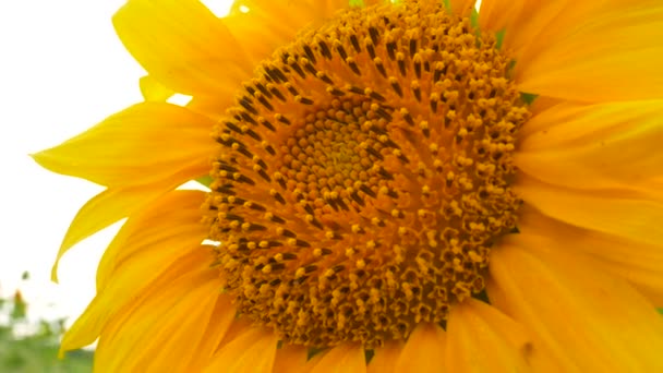 Rozkvetlé slunečnice květ na statku pole