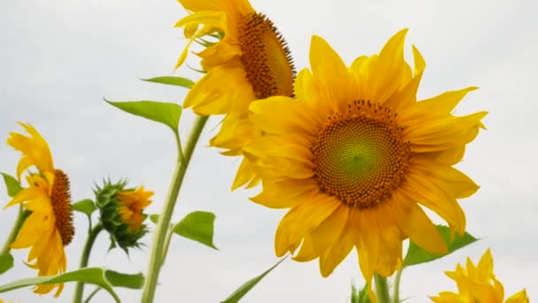 Landbouw veld met zonnebloemen — Stockvideo