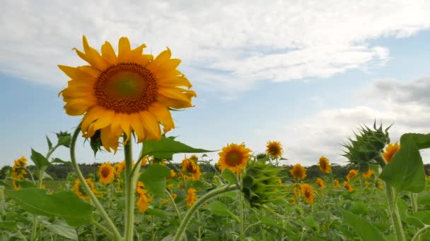 Champ agricole avec tournesols 