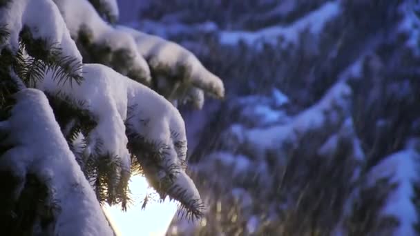 Neve cai do céu de inverno escuro na árvore de abeto coberto de neve — Vídeo de Stock