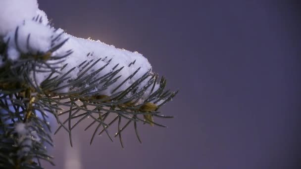 Schnee fällt vom dunklen Winterhimmel auf schneebedeckte Tanne — Stockvideo