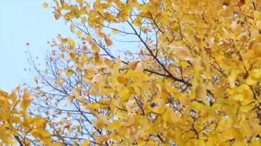 Gökyüzü arka plan sonbahar ağaç yaprak