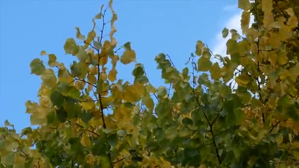 Осеннее дерево листья неба фон — стоковое видео