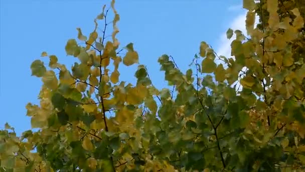 Automne arbre feuilles ciel fond — Video