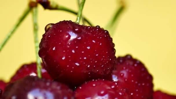 Cereza roja oscura jugosa madura con gotas de agua — Vídeo de stock