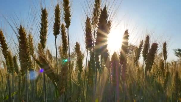 Campo de centeno. Paisaje rural bajo la luz del sol — Vídeos de Stock