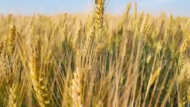 Stammen met zaad voor granen brood — Stockvideo