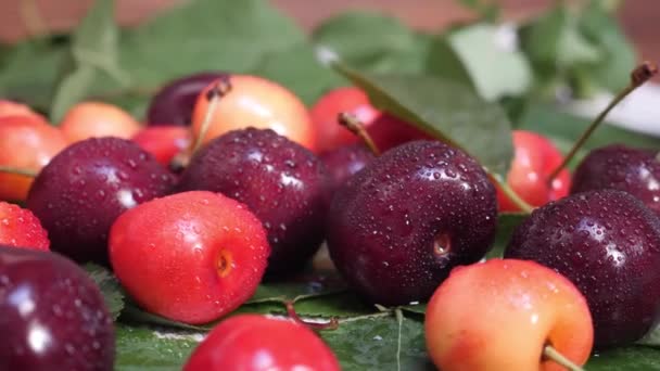 Cerejas vermelhas e amarelas doces com gotas de água e folhas verdes — Vídeo de Stock