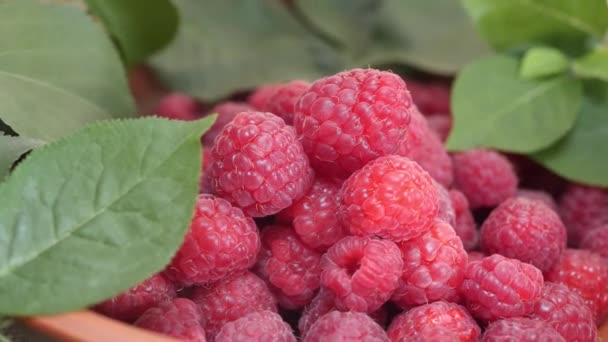 Färska och söta mogna hallon med gröna blad — Stockvideo