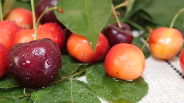 Fruta de cerezas rojas y amarillas con gotas de agua y rama de árbol con hojas verdes — Vídeo de stock