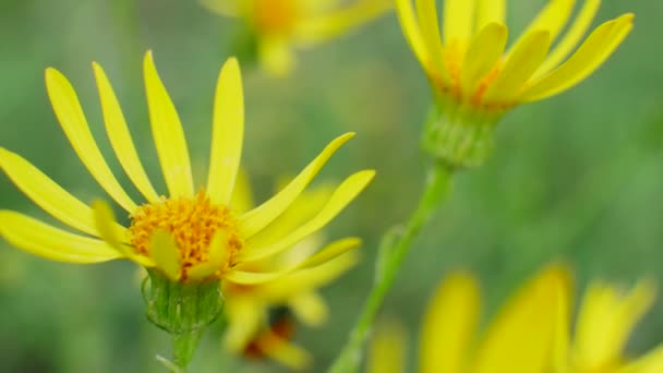 Fleurs jaunes dans Wild Field