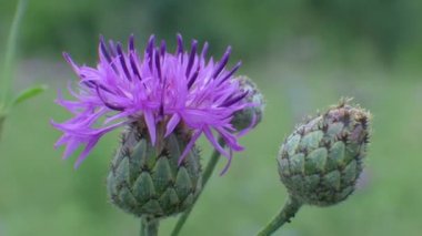 Yeşil Arka Plan üzerinde Thistle Çiçek Çiçeği