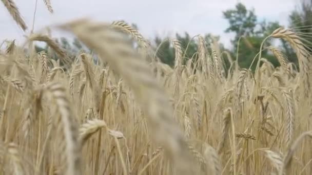 Orge de plein champ en période de récolte — Video
