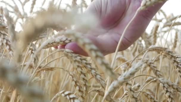 Mains de travailleurs agricoles Vérifiez la maturité ou la maladie des oreilles de blé — Video