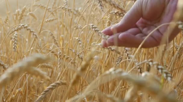 Boer handen controleren op rijpheid oren van tarwe — Stockvideo