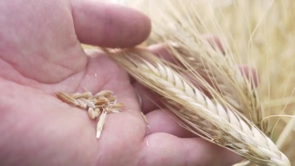 農場労働者の手は、熟度や病気のためのチェック大麦のスパイクまたはライ麦 — ストック動画