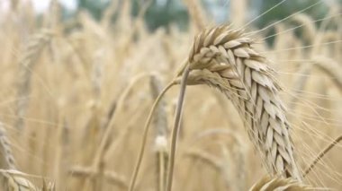 Dönem Hasat Altın Arpa