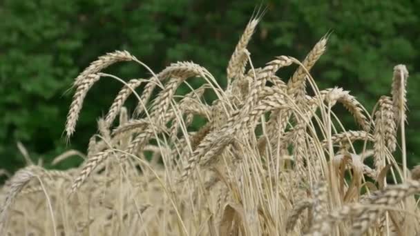 Espiguillas de trigo maduro en el campo en tierras de cultivo — Vídeos de Stock