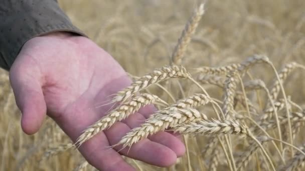 Фермерские руки проверяют созревание пшеничных ушей — стоковое видео
