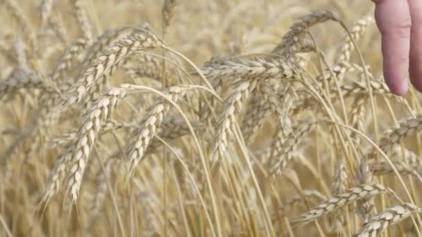 农民手检查小麦的成熟耳 — 图库视频影像