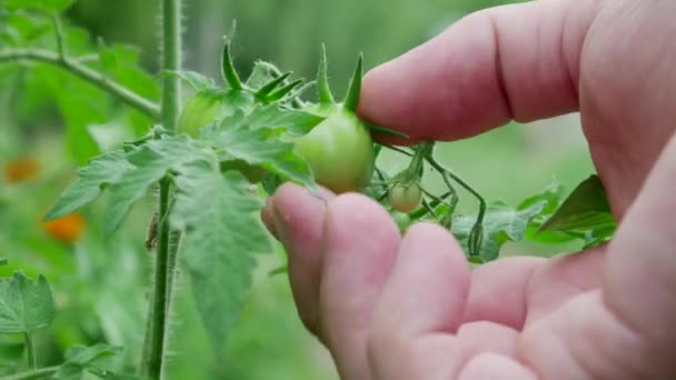 Работник фермы проверяет спелость или незрелость группы зеленых помидоров — стоковое видео