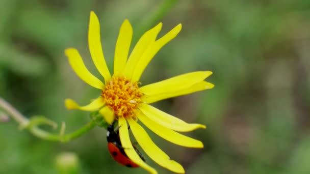 Marienkäfer läuft auf gelben Blüten in wildem Feld — Stockvideo