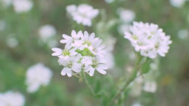 Vahşi Tarlada Beyaz Çiçek Wildflower