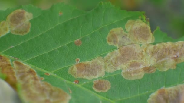 Ασθένεια του καφέ στα φύλλα δέντρων — Αρχείο Βίντεο