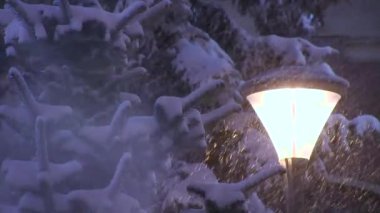 Kar fırtınasında kışın karlı ladin ağaçlarına düşen kar