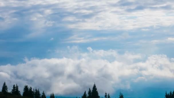 Сірі білі хмари літають над сосновим лісом — стокове відео