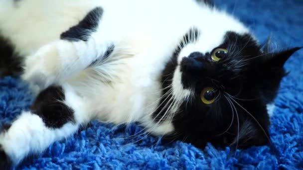 Black and White Domestic Cat — Stock Video