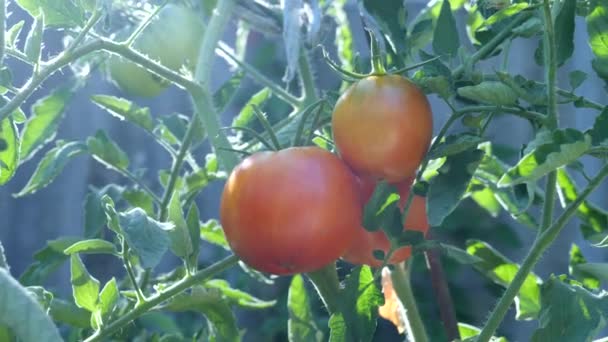 Tomates rojos maduros frescos cultivados en vid en el jardín — Vídeo de stock