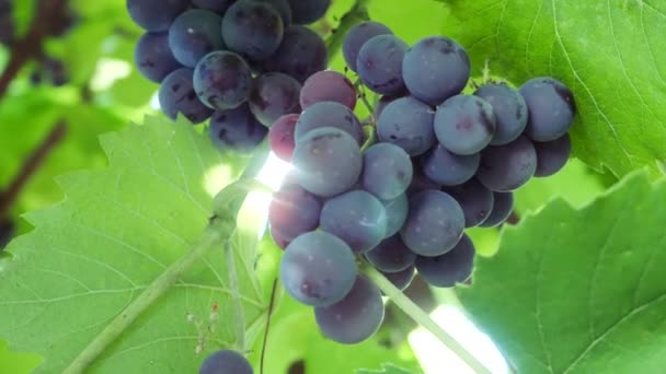 Uvas púrpuras oscuras maduras en el árbol de viñas a la luz del sol — Vídeo de stock