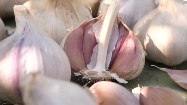 Teste di aglio bianco mucchio — Video Stock