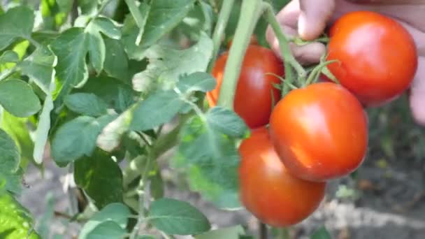 Фермер врожай свіжих стиглих червоних Роматів — стокове відео