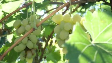 Taze Beyaz Üzümler Üzüm Ağacında Hasat Zamanı Üzüm bağında