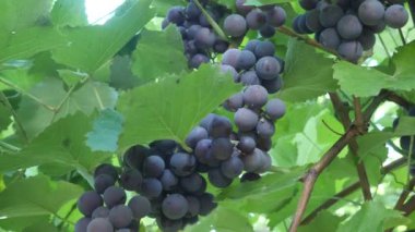 Yaprak Döken Odunsu Sarmaşıkların Koyu Mor Üzüm Meyvesi